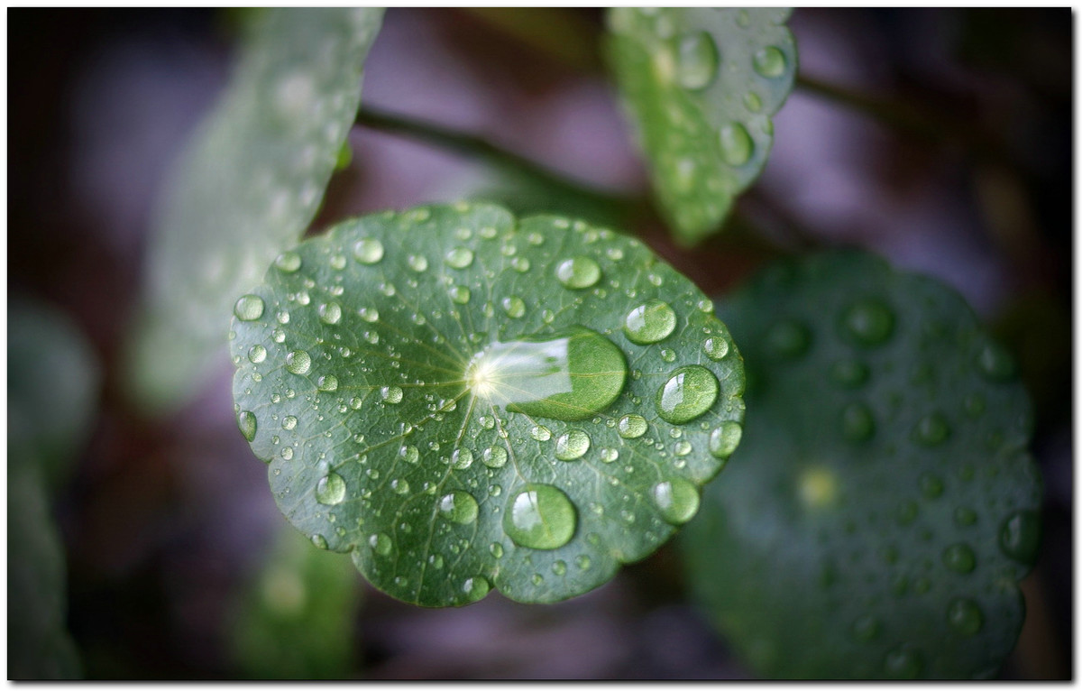 雨珠铜钱草