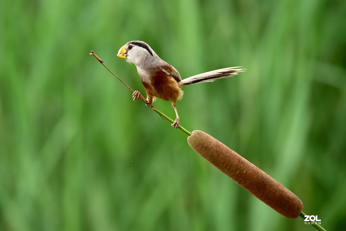 震旦鸦雀
