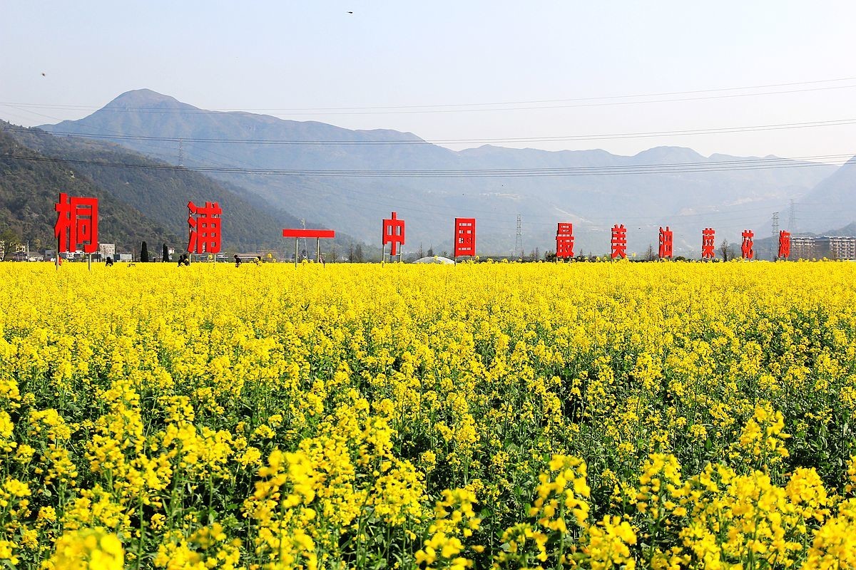 桐浦油菜花节