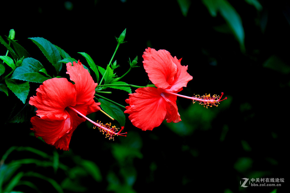 扶桑花