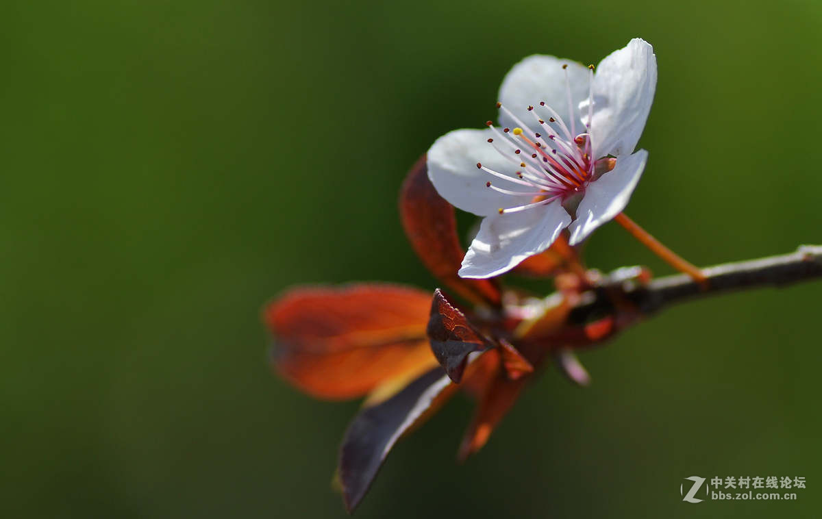 春花红叶李