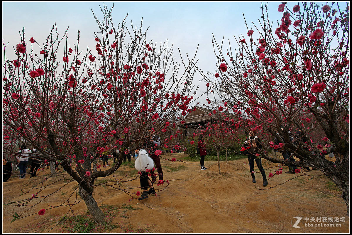 赏桃花