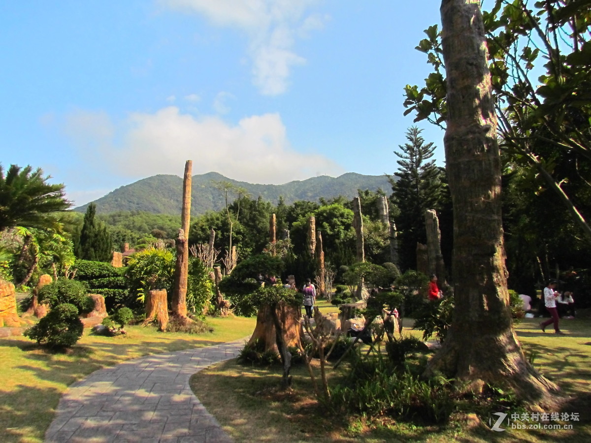 深圳仙湖植物园掠影化石森林