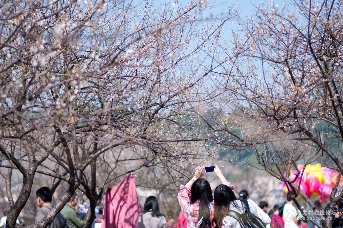 萝岗香雪公园赏梅