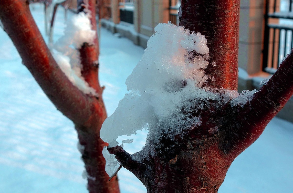 雪晶晶