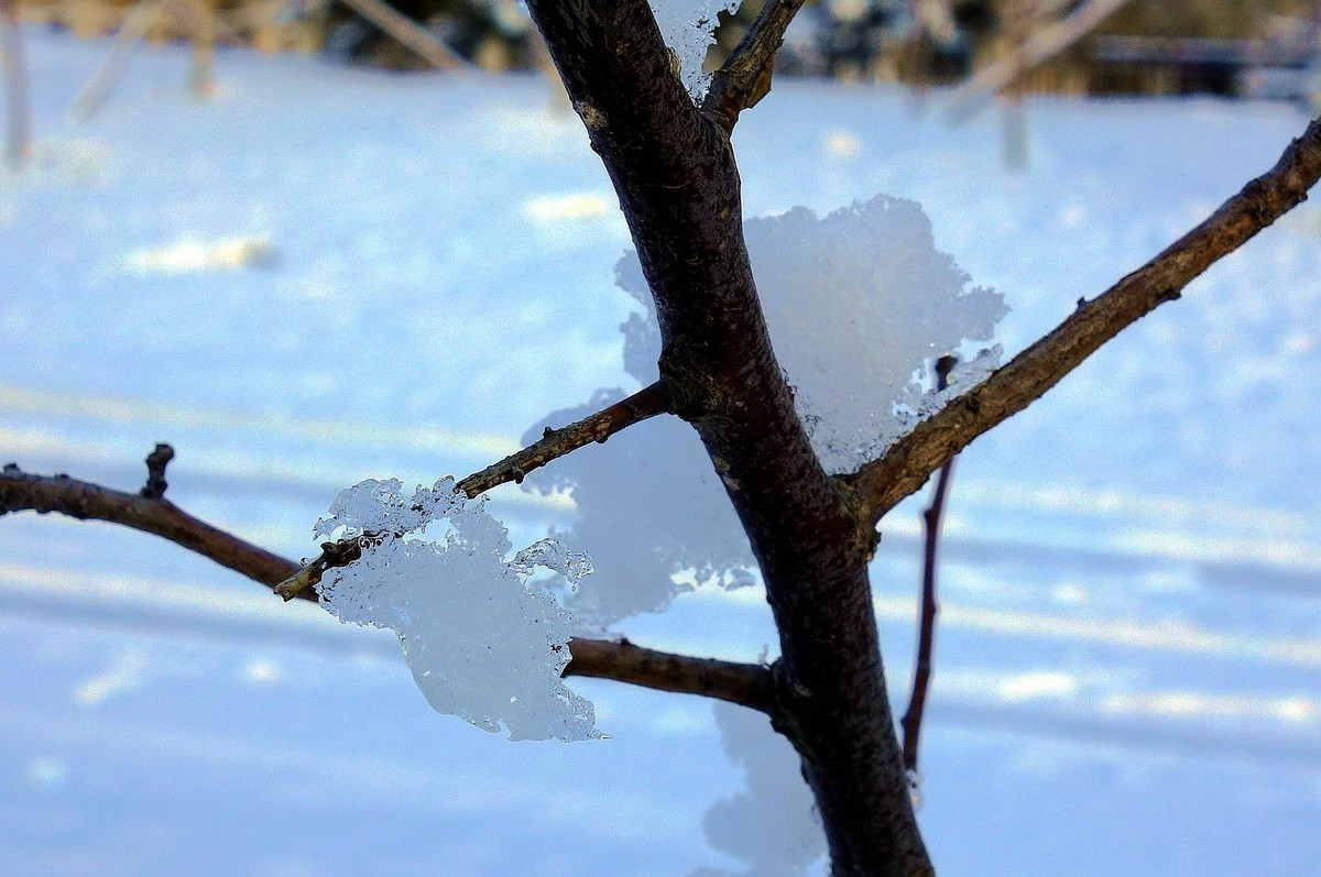 雪晶晶