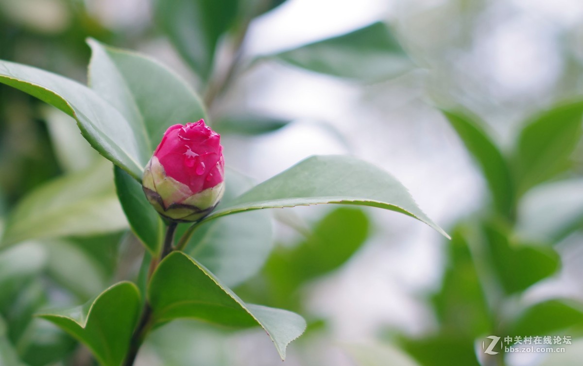 茶花朵朵