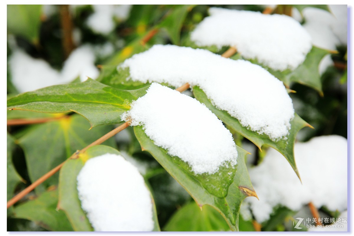 瑞雪纳春