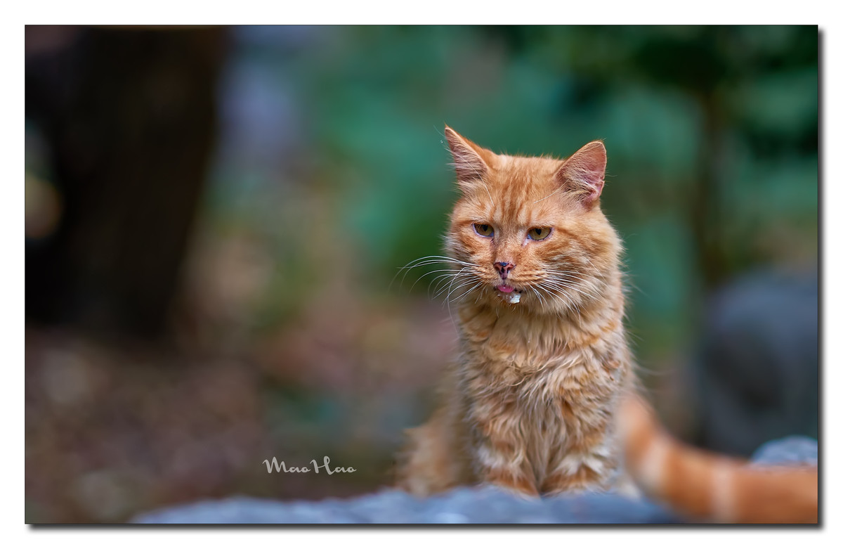 吐舌橘猫