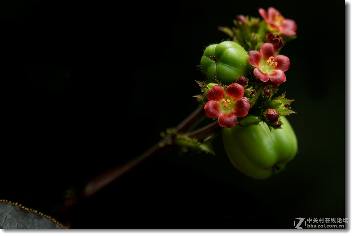 棉叶膏桐棉叶珊瑚花