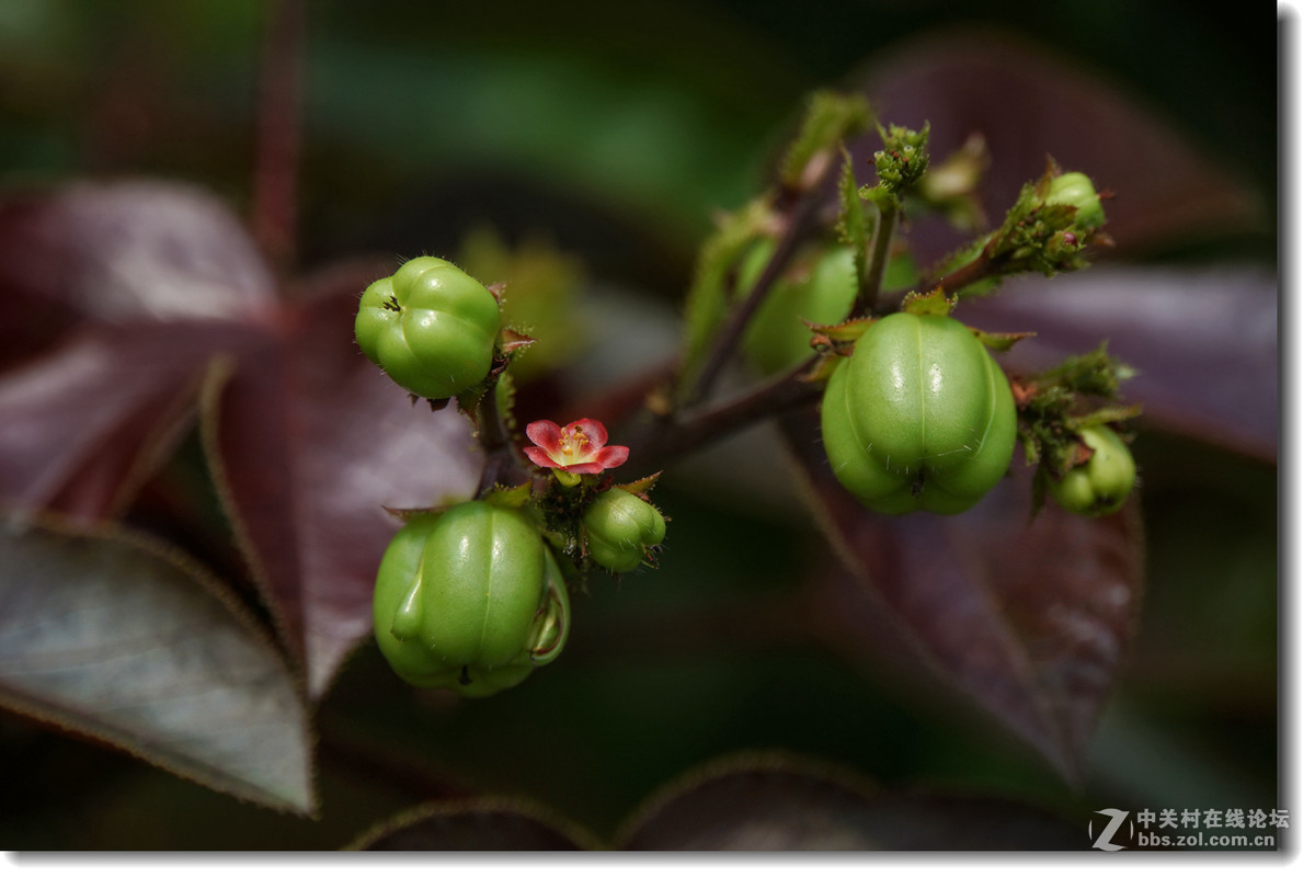 棉叶膏桐棉叶珊瑚花