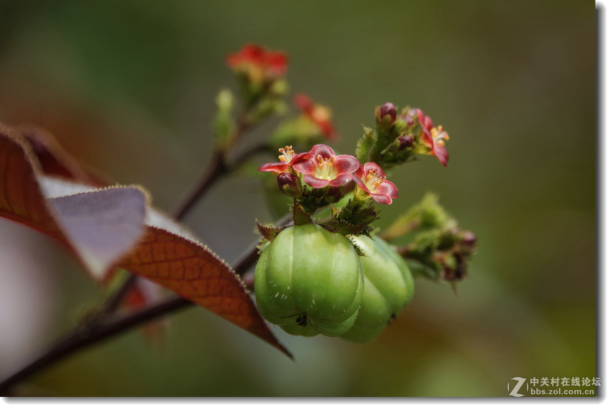 棉叶膏桐棉叶珊瑚花