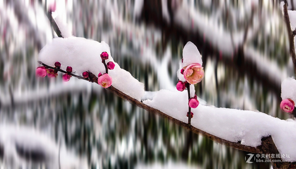 手机拍梅花傲雪怒放