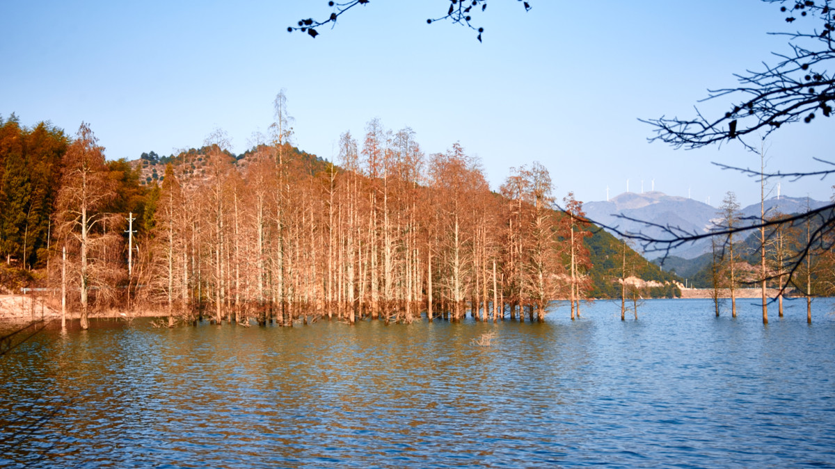 谷坦红水杉谷坦水库游