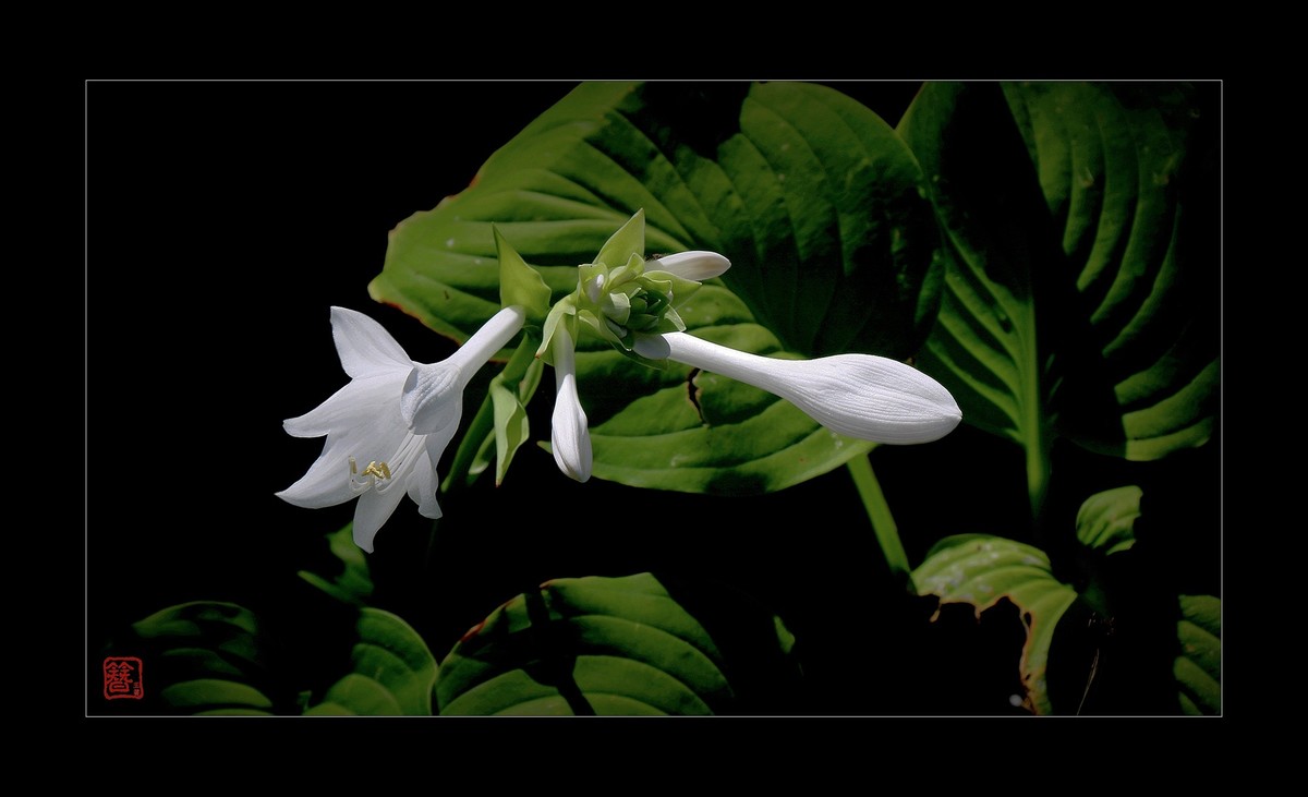 碧玉簪花