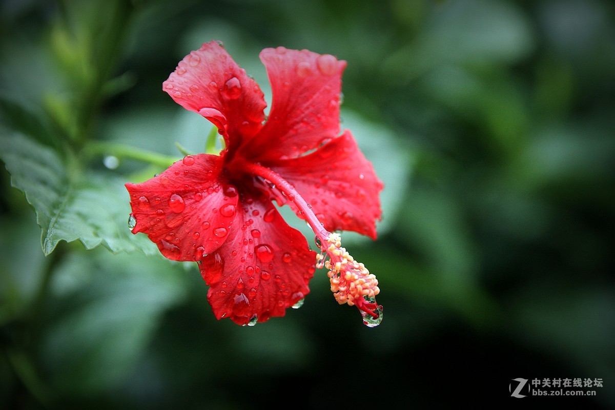 雨后扶桑花