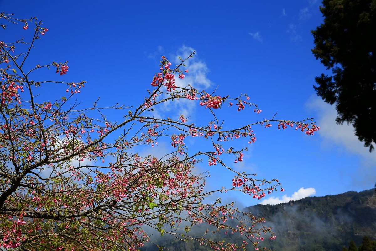 台湾阿里山风光