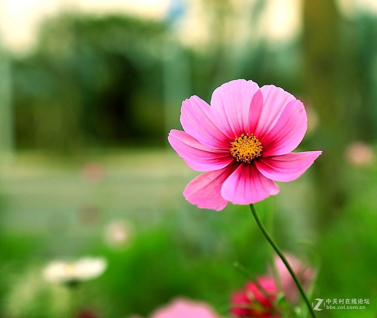 一组格桑花