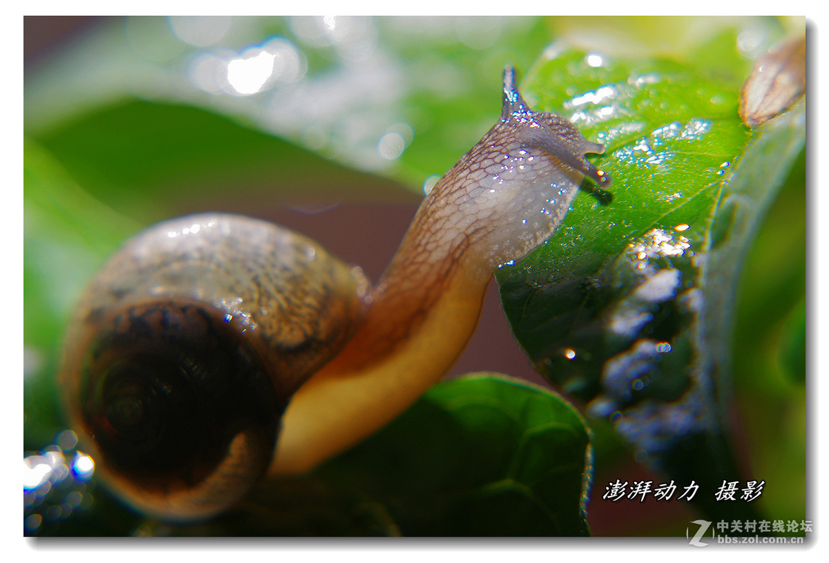 透明的蜗牛宝宝二