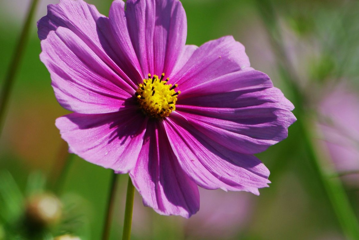 山水园波斯菊格桑花