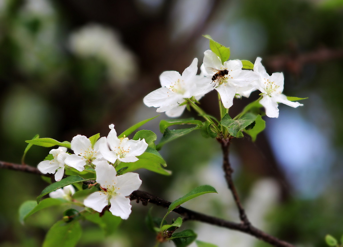 沙果花