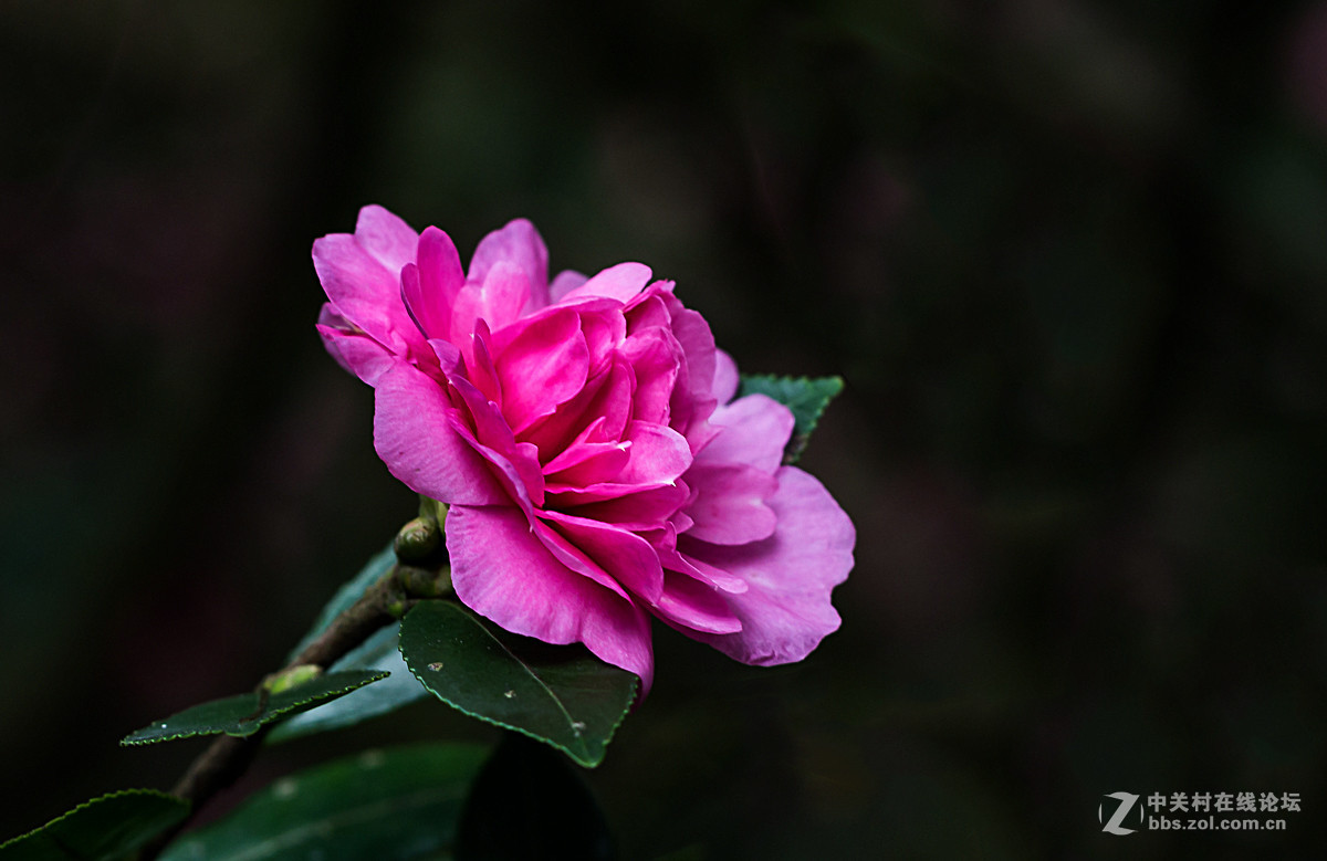 茶花朵朵