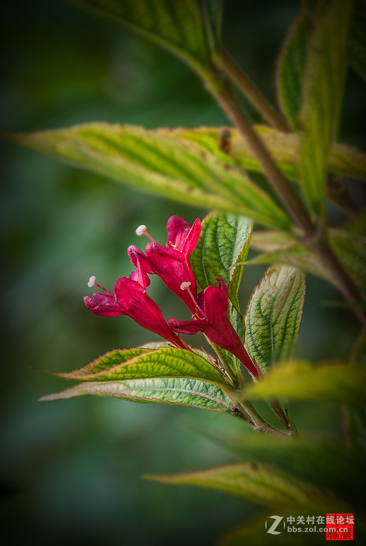 锦带花