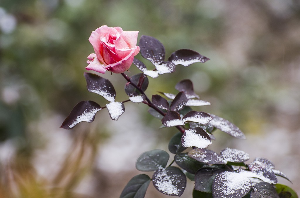 雪中月季