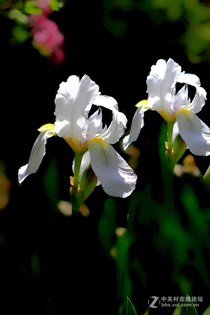 学拍莺尾花三