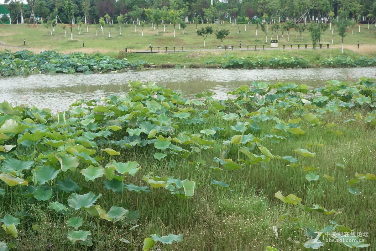 凤岗河湿地公园