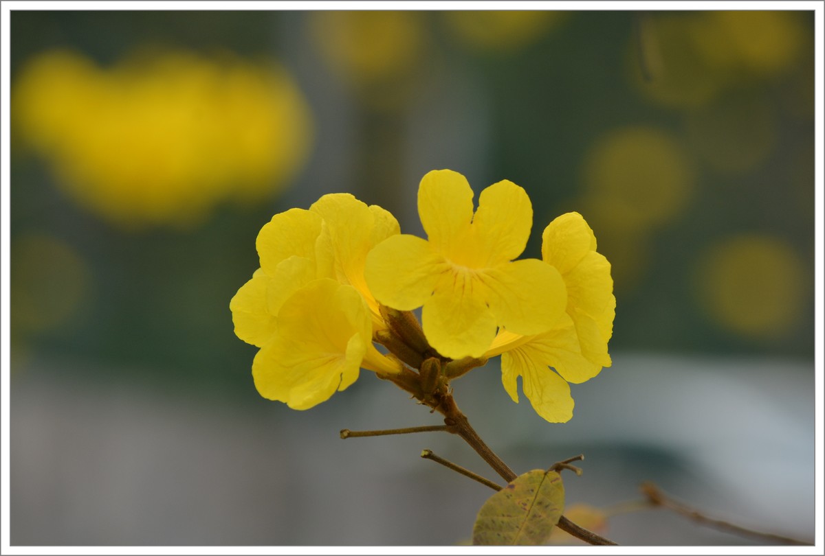 黄风铃花
