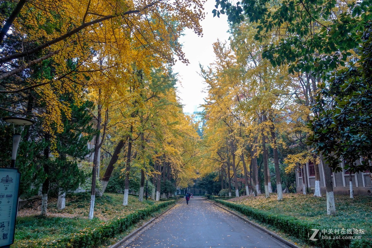 南京大学秋色美