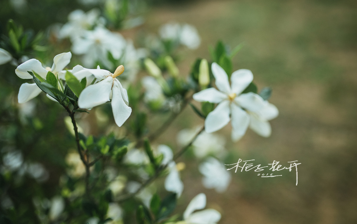 栀子花开