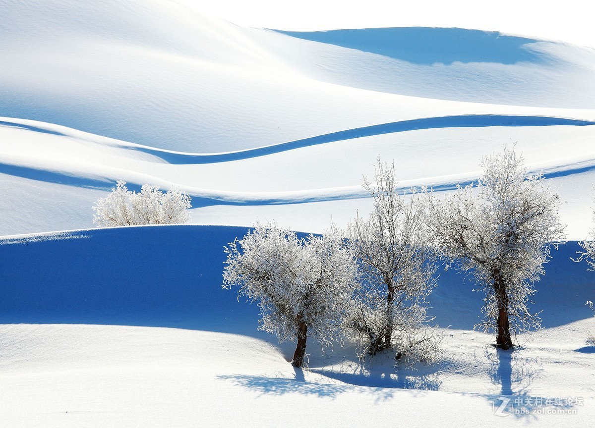 沙漠雪胡杨