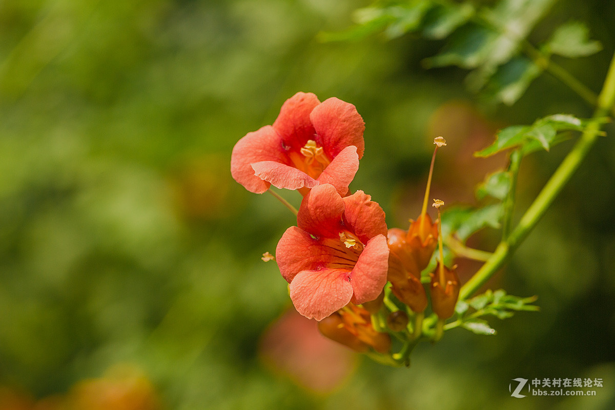 凌霄花2