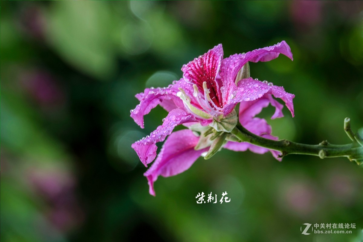 紫荆花