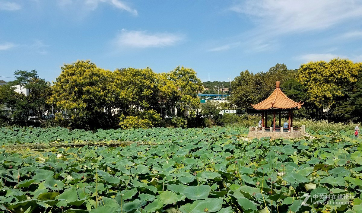 秋分时节园景美寒露将至秋更幽祝手机摄影论坛金秋兴旺硕果累累