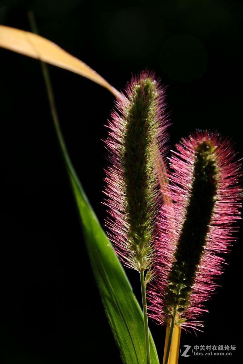 狗尾草