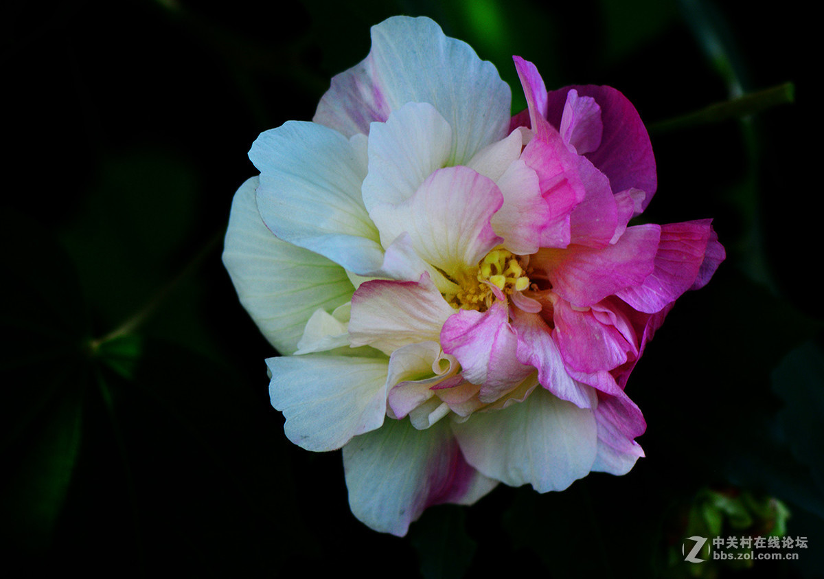 摄影论坛 摄影作品论坛 自然风景论坛 芙蓉花器材:尼康d800(单机)