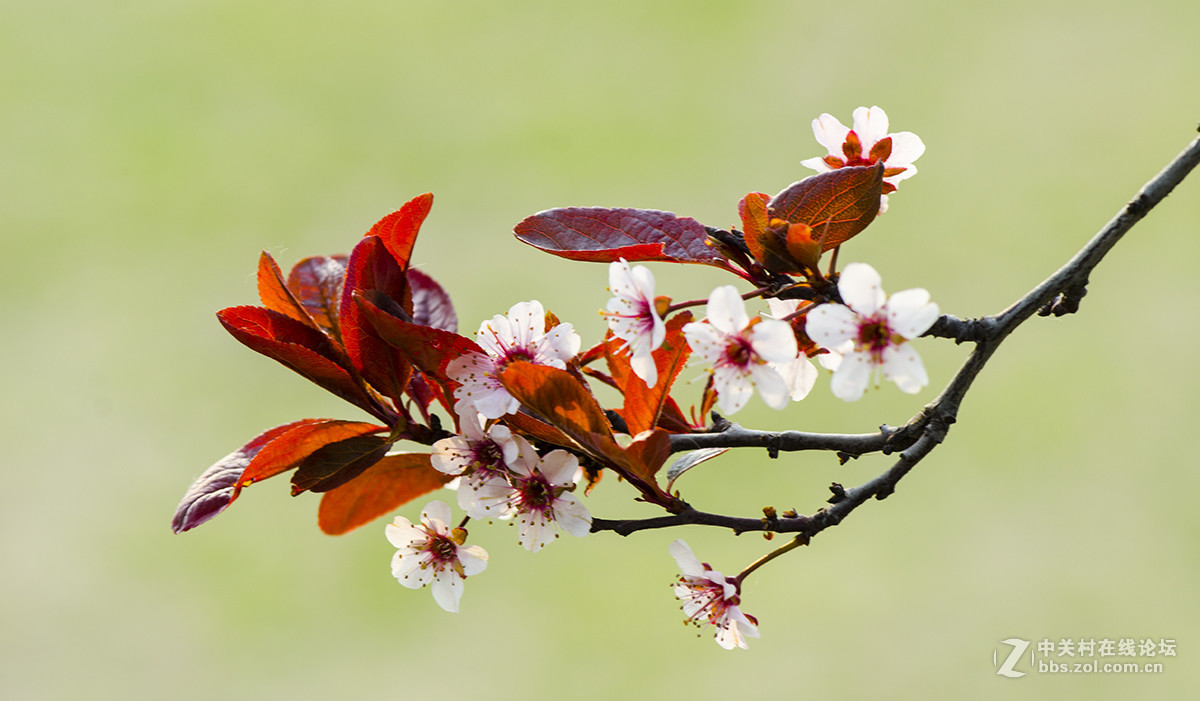 紫李花