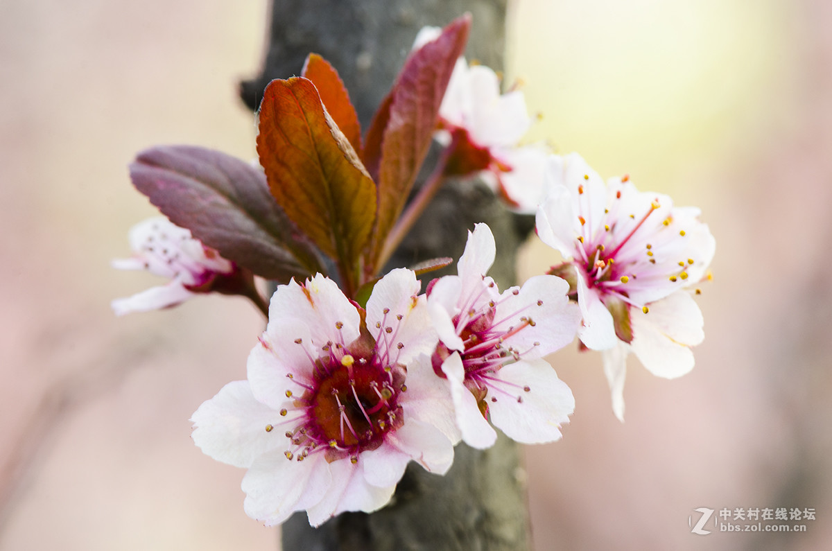 紫李花