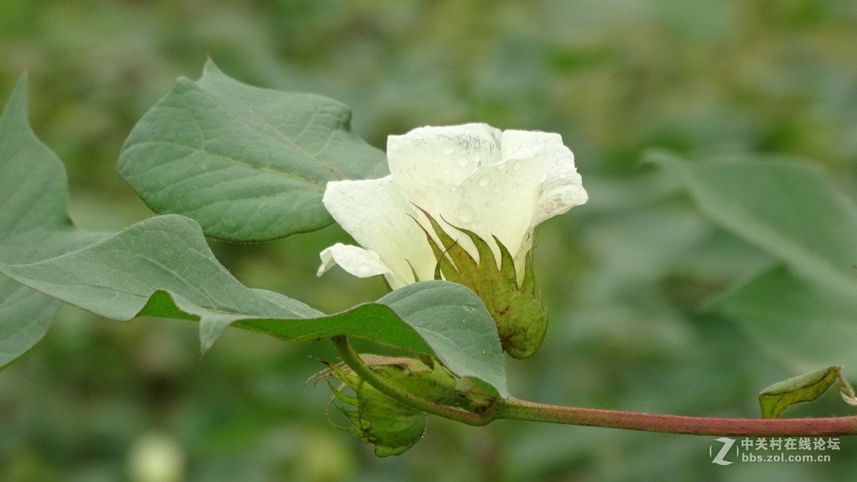 雨后棉花花儿