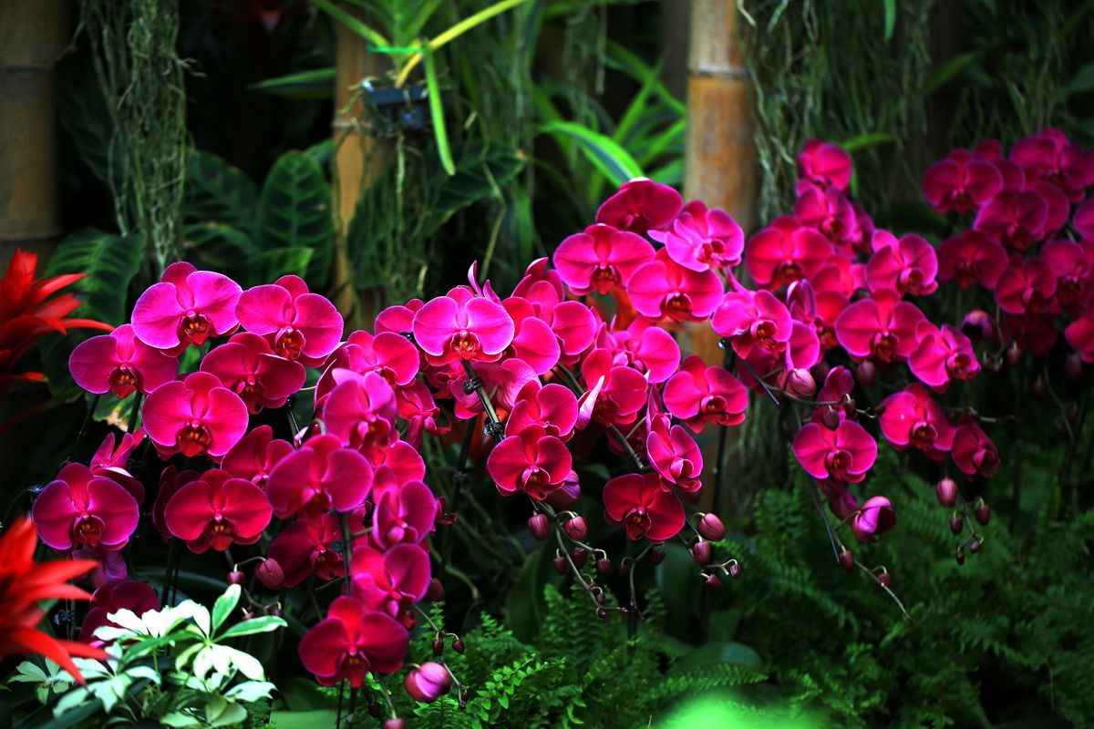 植物园兰花展