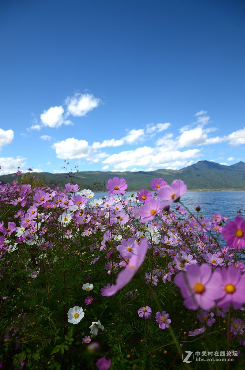 七彩云南自驾之旅格桑花篇