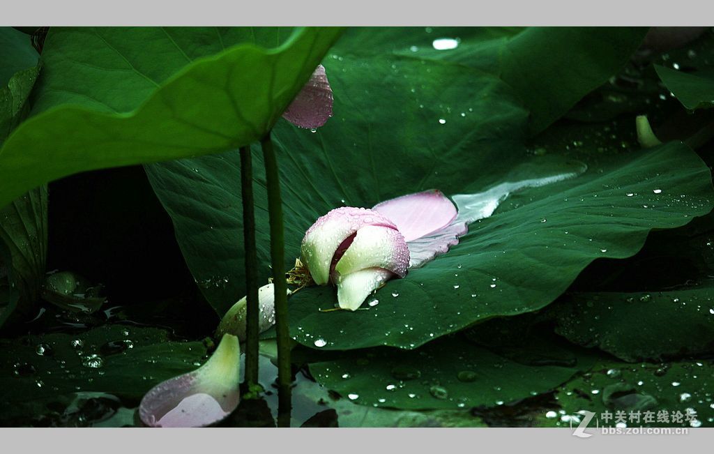 雨后荷塘