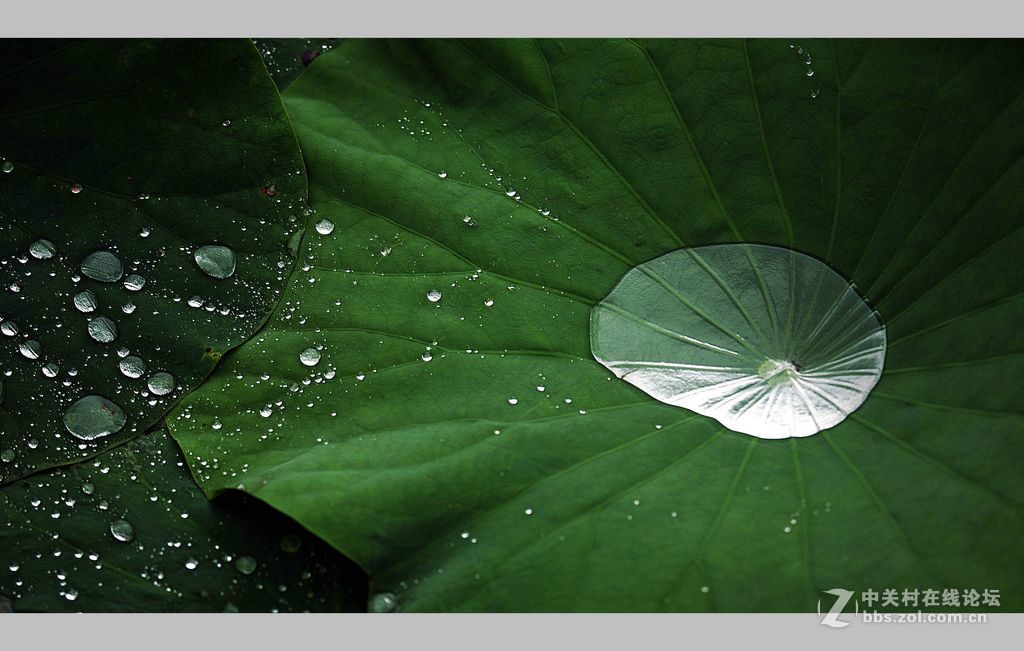 雨后荷塘