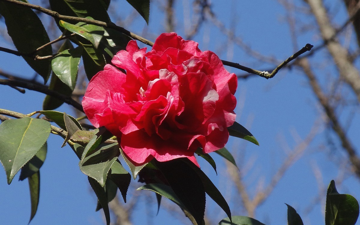 山茶花