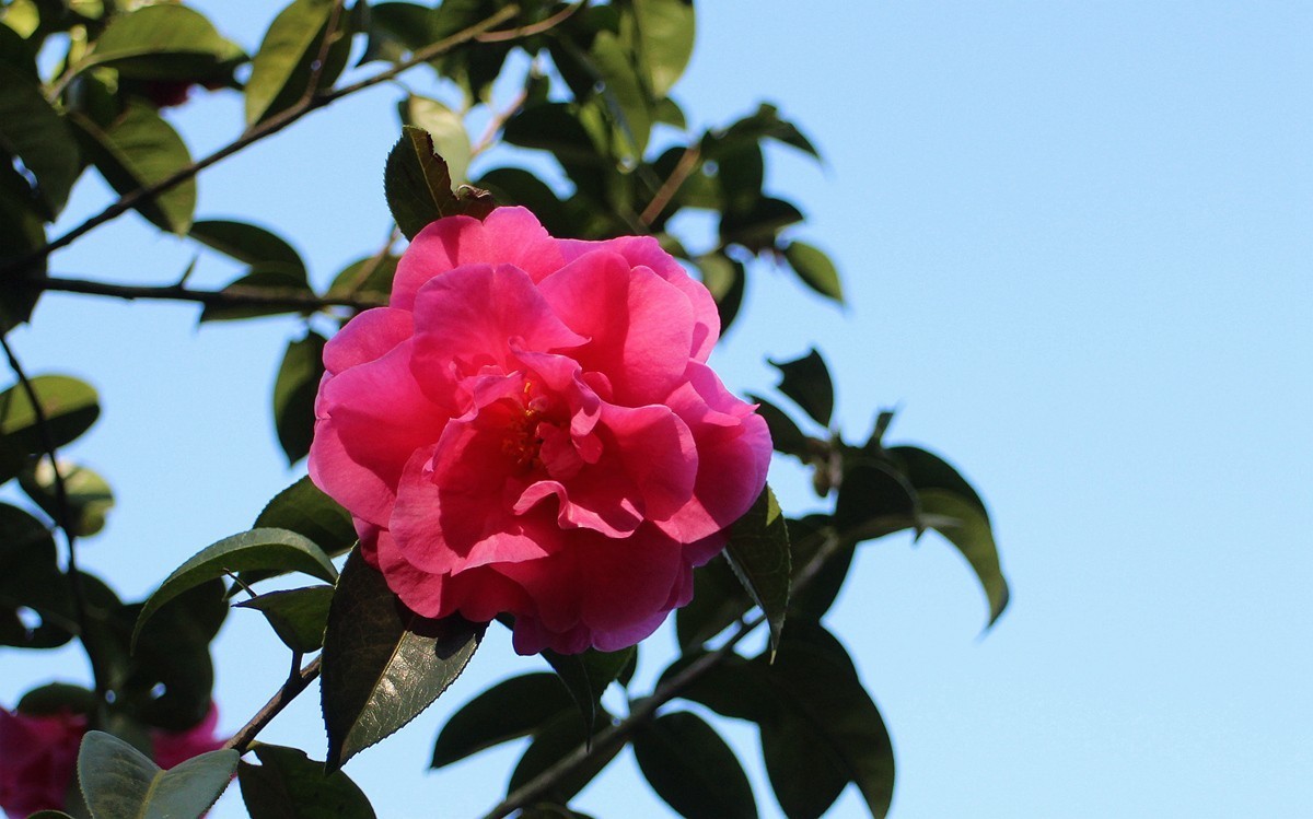 山茶花