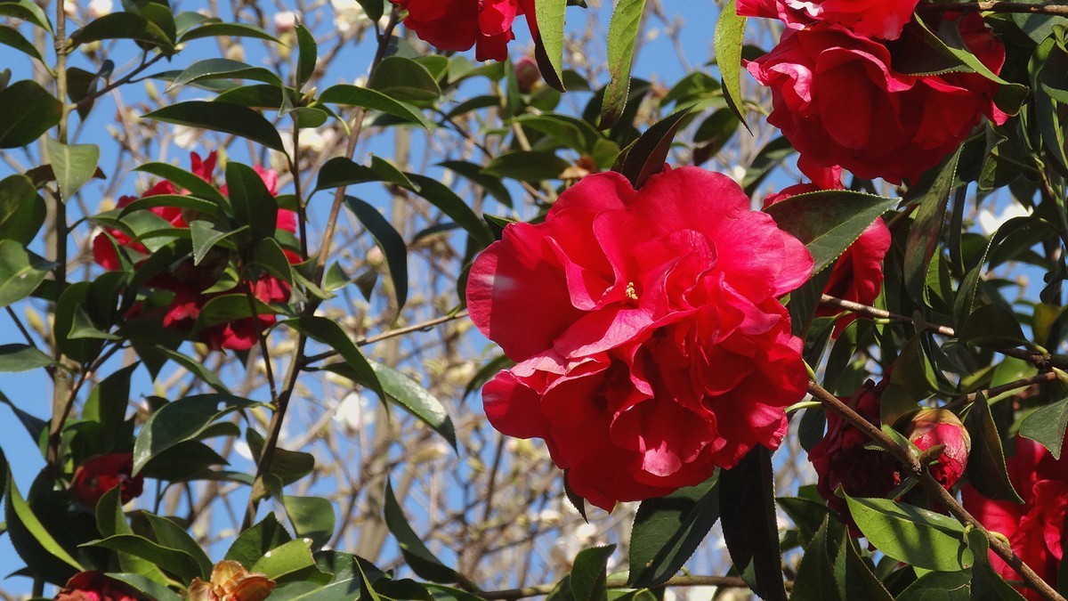 山茶花
