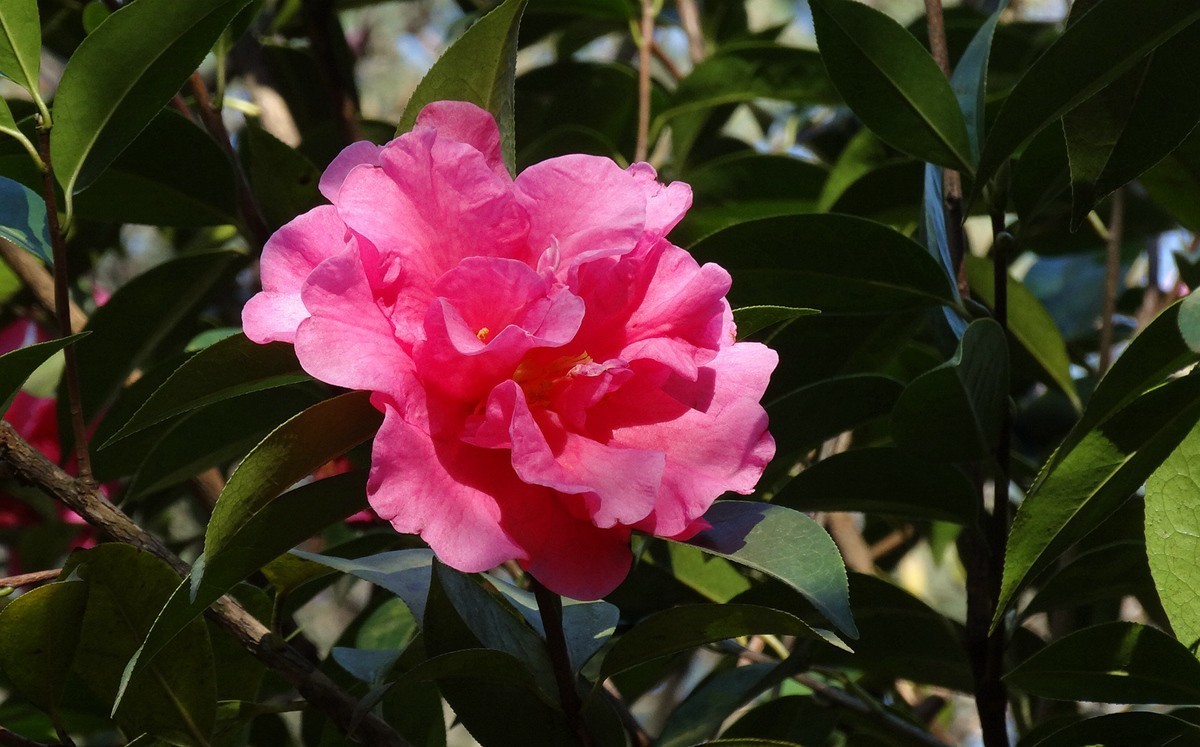山茶花